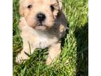 Shih-Poo Puppy for sale in Fort Wayne, IN, USA