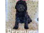 Saint Berdoodle Puppy for sale in Columbia City, IN, USA