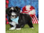 Mutt Puppy for sale in Pittsburg, KS, USA