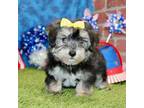 Mutt Puppy for sale in Pittsburg, KS, USA