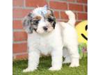 Cock-A-Poo Puppy for sale in Pittsburg, KS, USA