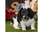 Dachshund Puppy for sale in Pittsburg, KS, USA