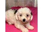 Poodle (Toy) Puppy for sale in Cookeville, TN, USA
