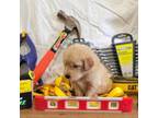 Golden Retriever Puppy for sale in Delano, MN, USA