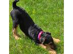 Airedale Terrier Puppy for sale in Newcastle, WY, USA