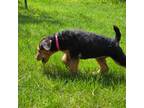 Airedale Terrier Puppy for sale in Newcastle, WY, USA