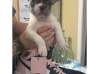 ExoticMiniatureFrenchie Bullet