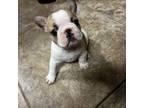 ExoticMiniature Frenchie Beast