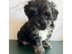 Maltipoo Puppy for sale in Hephzibah, GA, USA