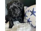 Maltipoo Puppy for sale in Hephzibah, GA, USA