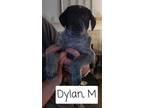 Adopt Dylan a Labrador Retriever, Australian Cattle Dog / Blue Heeler
