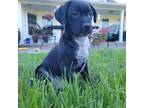 Adopt Olive a Labrador Retriever, Australian Cattle Dog / Blue Heeler