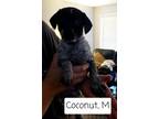 Adopt Coconut a Labrador Retriever, Australian Cattle Dog / Blue Heeler