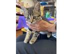 Adopt Little Joe a Domestic Short Hair