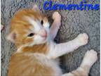 Adopt Clementine a Domestic Short Hair