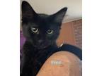 Adopt Fred a Domestic Short Hair