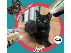 Adopt Jet a American Shorthair