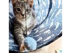 Adopt Slate a Domestic Short Hair, Tabby