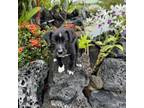 Adopt Magnum P.I a Border Collie, Black Labrador Retriever