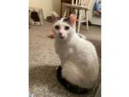 Adopt Cash a Domestic Short Hair