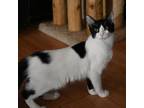 Adopt Oreo a Domestic Medium Hair