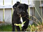 Adopt Bruno a Pug, Labrador Retriever