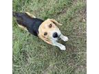Adopt Buster a Beagle