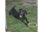 Adopt Mylo a Black Labrador Retriever