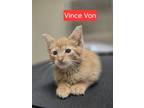 Adopt Vince Von (WC-742) a Domestic Short Hair