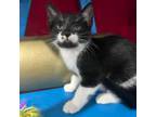 Adopt Bailey a Domestic Medium Hair