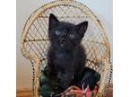 Adopt Max the Wild Thing a Domestic Short Hair