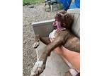 Adopt Trent a Pit Bull Terrier