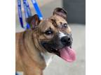 Adopt Pudgy a American Staffordshire Terrier, Mixed Breed