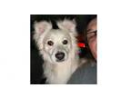 Adopt BUZZ a American Eskimo Dog