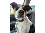 Adopt Skipper a Beagle, Rat Terrier
