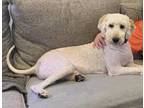 Adopt Barney a Labrador Retriever, Old English Sheepdog