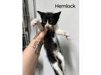 Adopt Hemlock a Domestic Short Hair