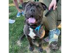 Adopt Bailey a Cane Corso, Mixed Breed