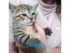 Adopt Dexter a Domestic Short Hair