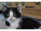 Adopt Dimitri a American Shorthair
