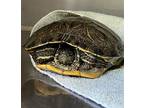 Adopt TORTILLA* a Turtle