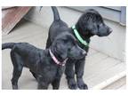 Green Pup Flat Coat Retriever