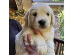 Golden Retriever Puppy for sale in Ellerslie, GA, USA