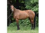 HunterDressageTrail AQHA mare