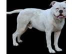 Olde Bulldog Puppy for sale in Tulsa, OK, USA