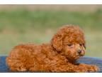 Cavapoo Puppy for sale in Dayton, OH, USA