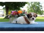 Zuchon Puppy for sale in South Bend, IN, USA