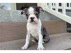Boston Terrier Puppy for sale in Evansville, IN, USA