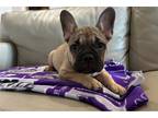 French Bulldog Puppy for sale in Manhattan, KS, USA