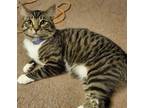 Adopt LOGAN a Domestic Shorthair (long coat) cat in Calimesa, CA (36840209)